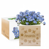 Myosotis